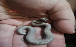 Snake reptiles for sale: Western Hognose Snakes Cb25 - Image 5