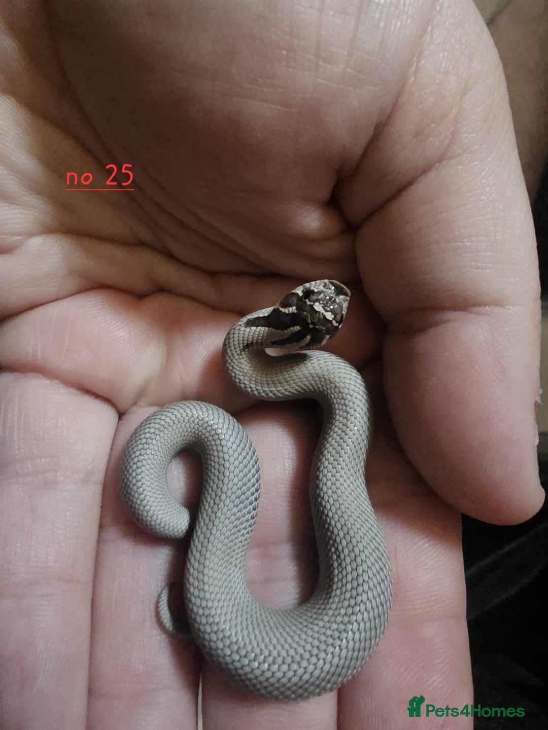 Snake reptiles for sale: Western Hognose Snakes Cb25 - Image 5