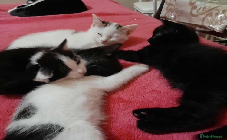 Mixed Breed cats - Advert 3