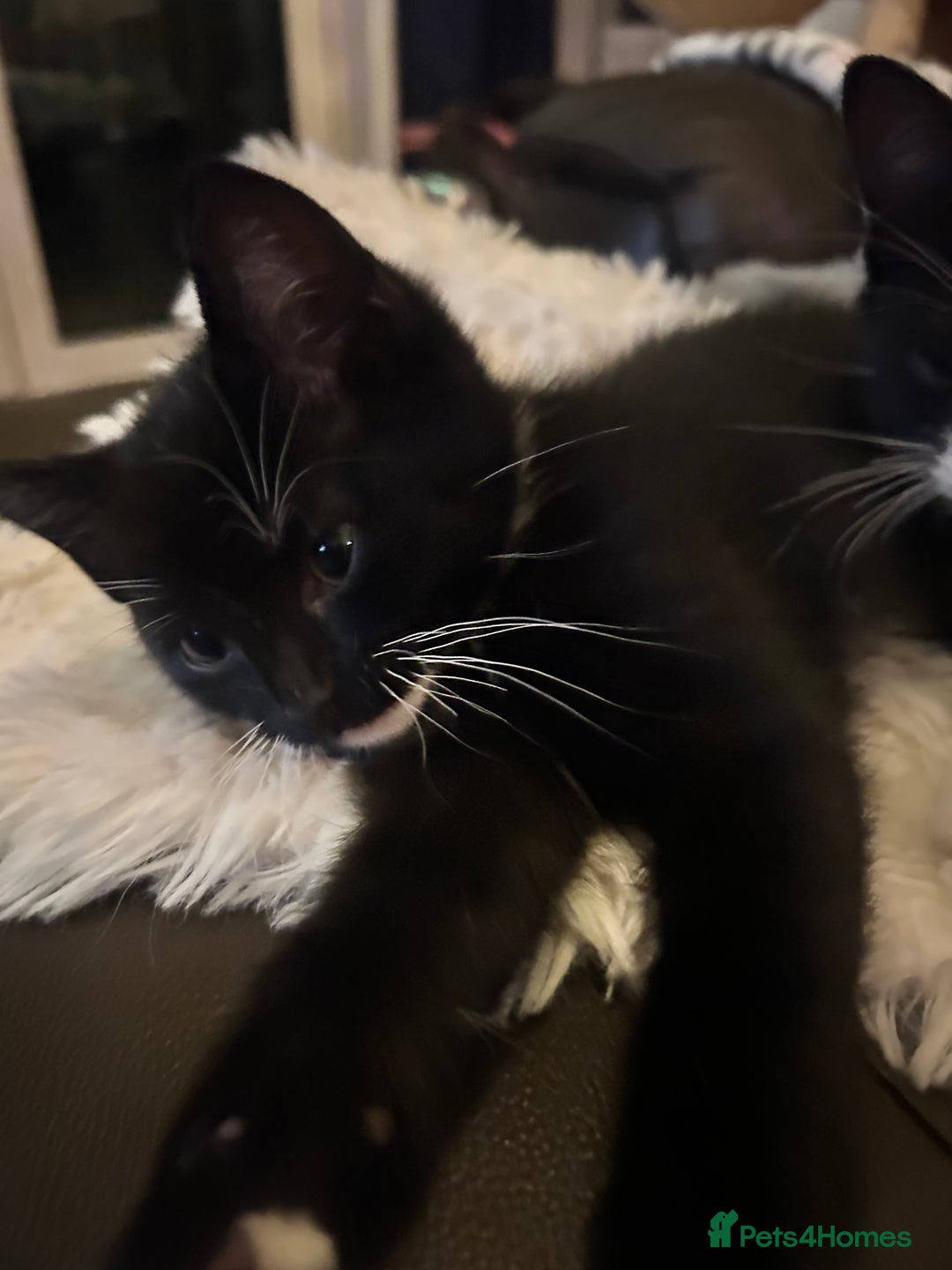 Mixed Breed cats for sale: Ragdoll x breed - Image 19