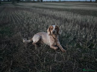 Cocker Spaniel dogs in Worcester - Advert 37