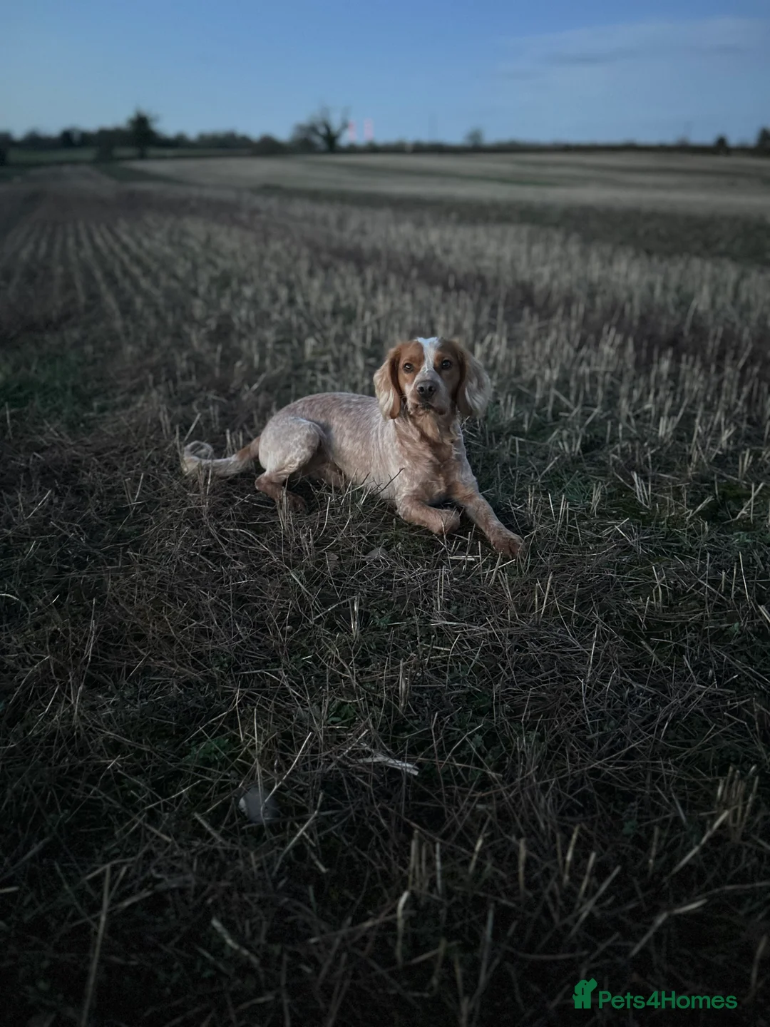 Cocker Spaniel dogs for stud: Working cocker spaniel for stud  in Worcester - Advert 1