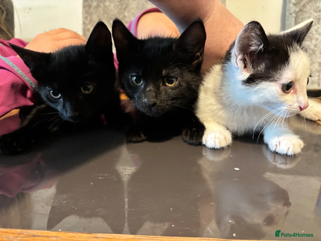 British Shorthair cats for sale:  kittens for sale.  - Advert 2