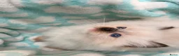 Ragdoll cats for sale: 🐾 GCCF Registered Ragdoll Boys ✨ Champion Lines - Advert 32