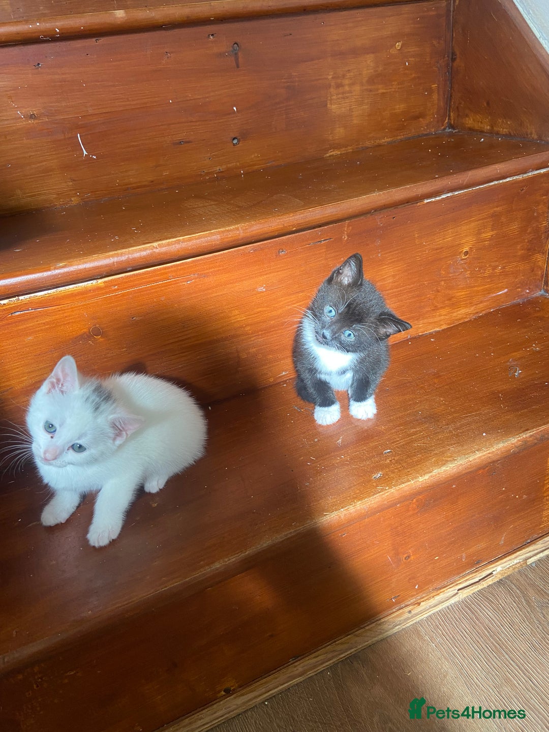 Mixed Breed cats for sale: Kittens  - Image 5