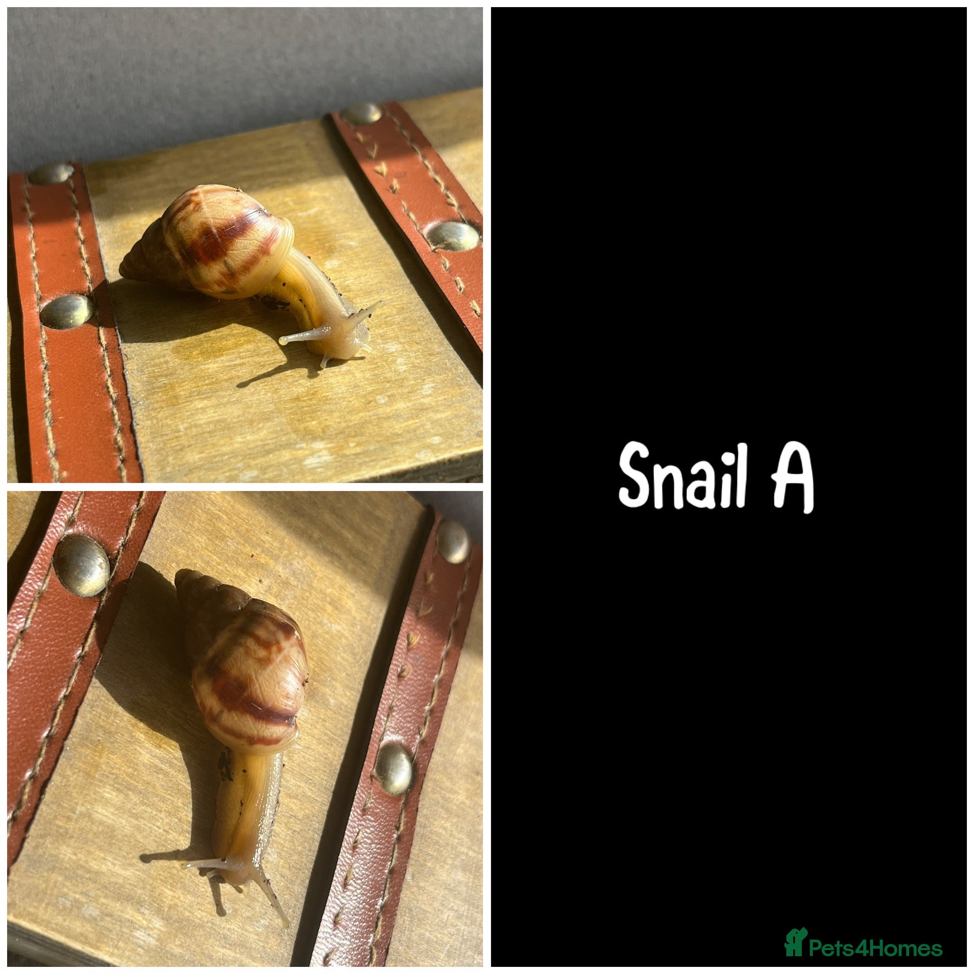 Snails invertebrates Baby giant African land snails  - Advert 18