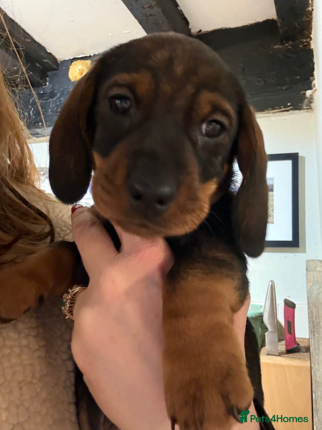 Dachshund dogs for sale: Gorgeous dachshund boys - Advert 3