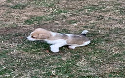Mixed Breed dogs for sale: Jack Russell x Chorkie Jack Puppies - Image 1