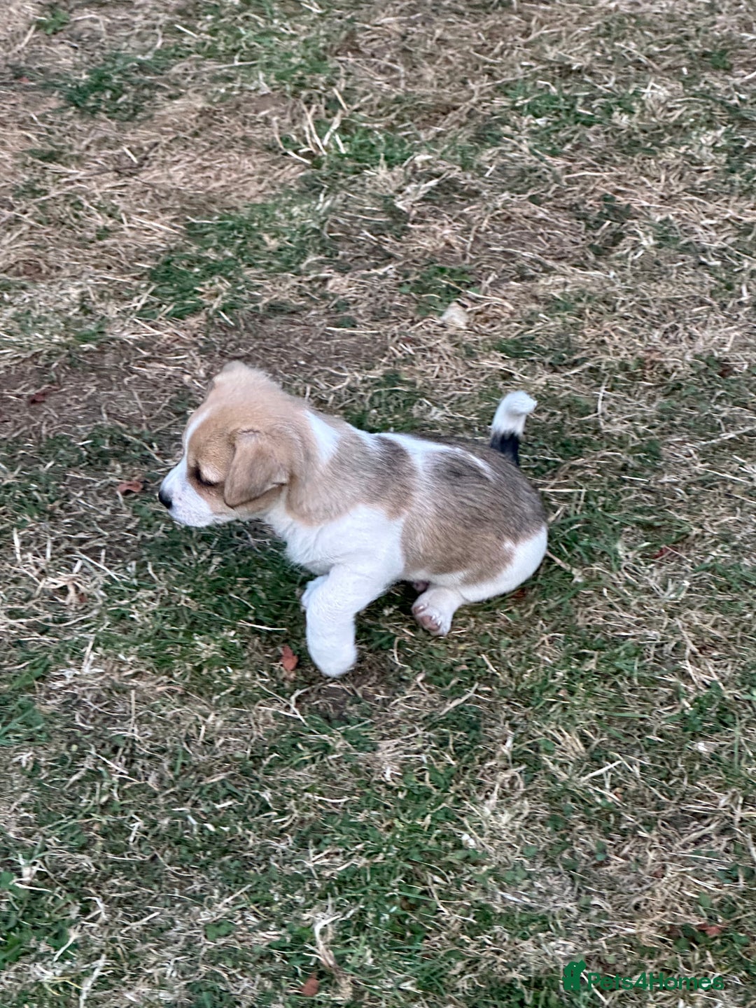 Mixed Breed dogs for sale: Jack Russell x Chorkie Jack Puppies - Image 1