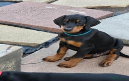 Dobermann dogs for sale: 2 doberman male puppies - Image 5