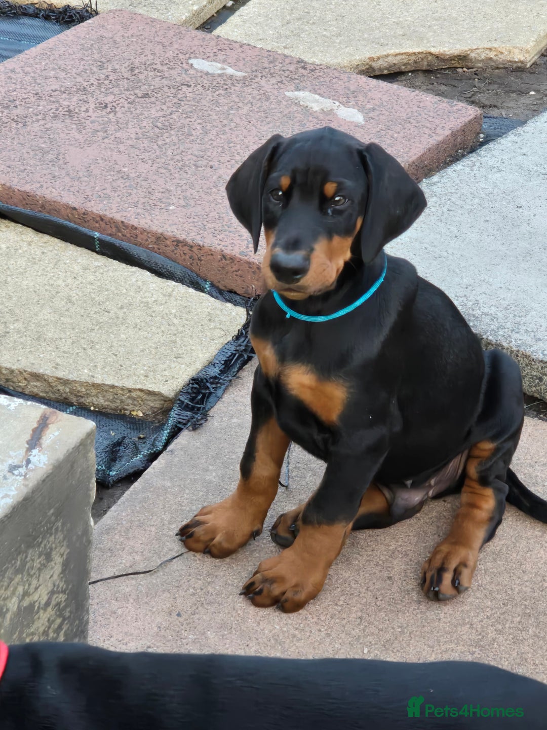Dobermann dogs for sale: 2 doberman male puppies - Image 5