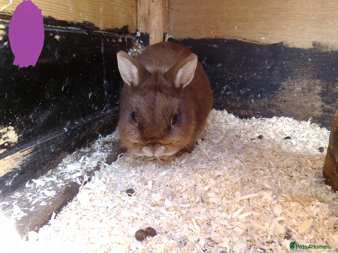 Mixed Breed rabbits for sale: ready to forever homes - Advert 5