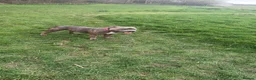 Staffordshire Bull Terrier dogs for sale: Blue Staffordshire bull terrier - Advert 4