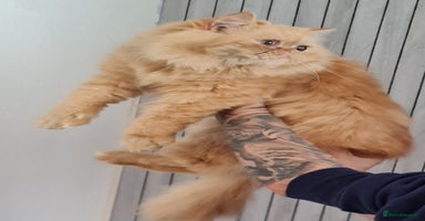 Persian cats - Advert 8