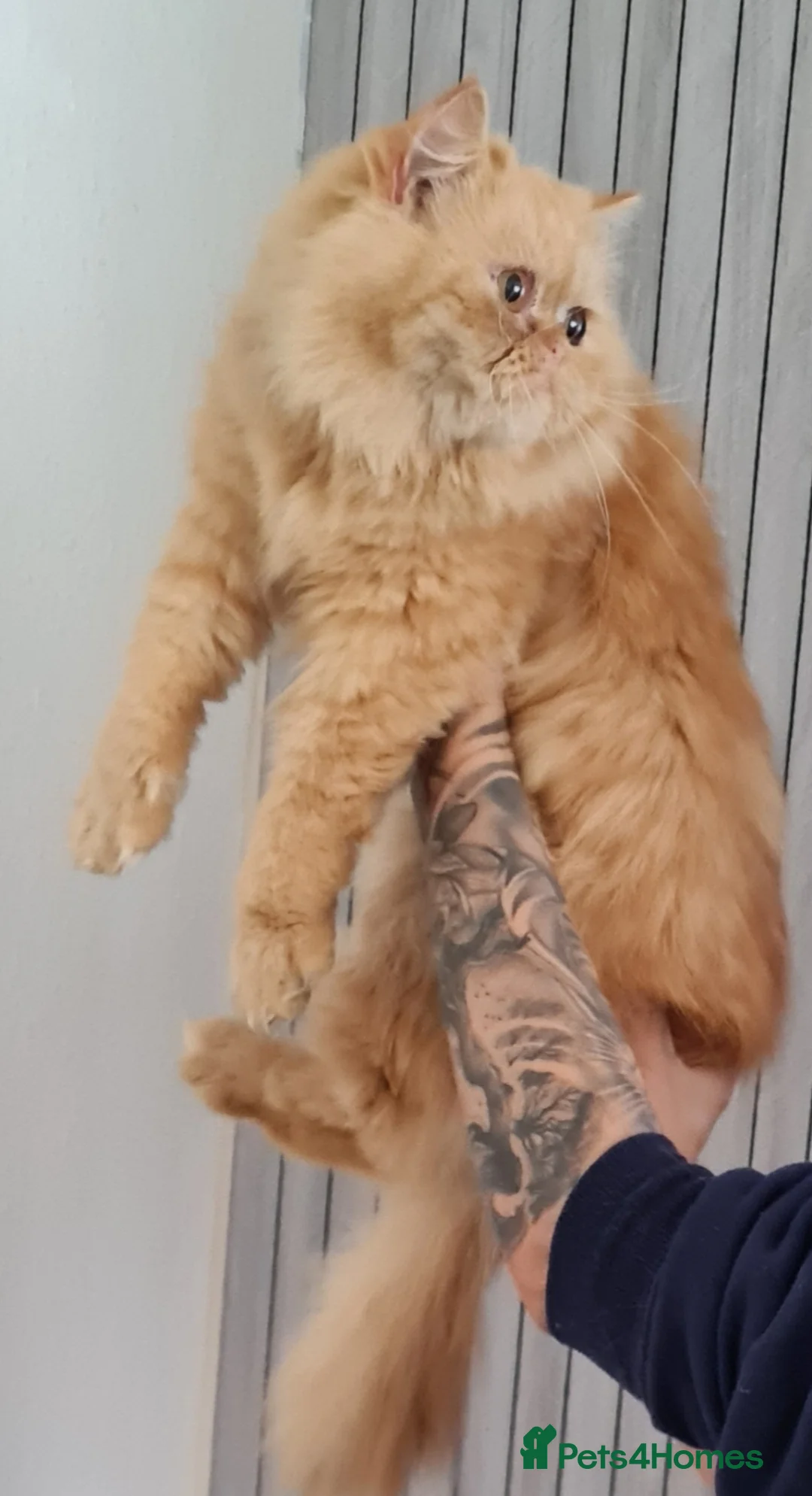 Persian cats for stud: Persian stud service  - Advert 2