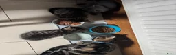 Mixed Breed cats for sale: 4 Beautiful Male Kittens Ready 15th May - Advert 27