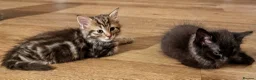 Ragdoll cats for sale: Pair of Ragdoll/Tabby Kittens ..... Bear & Tia  - Advert 21