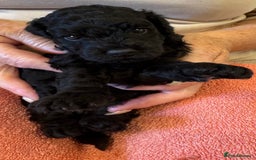 Cavapoo dogs for sale: Cavapoo Puppies  - Image 5