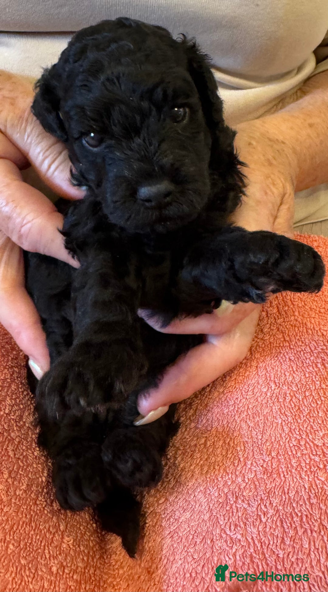 Cavapoo dogs for sale: Cavapoo Puppies  - Image 5