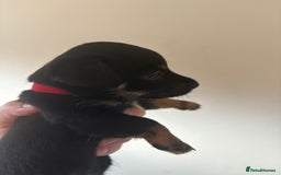 Mixed Breed dogs for sale: Yorkshire terrier x jack Russel *READY NEXT WEEK* - Image 12