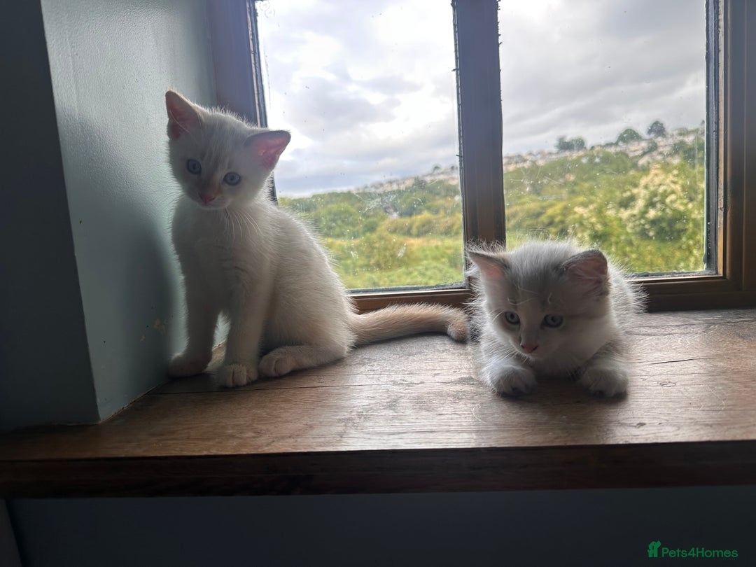 Mixed Breed cats for sale: Male Kitten for sale!  - Image 6