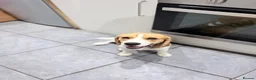Beagle dogs for sale: KC Beagle  - Advert 2
