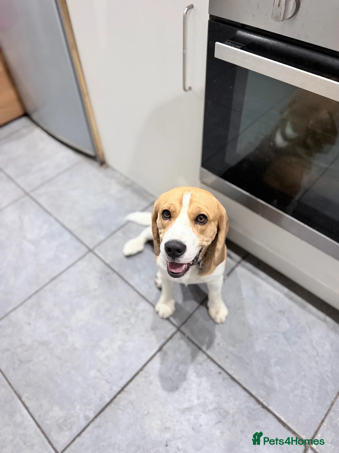 Beagle dogs for sale: KC Beagle  - Advert 2