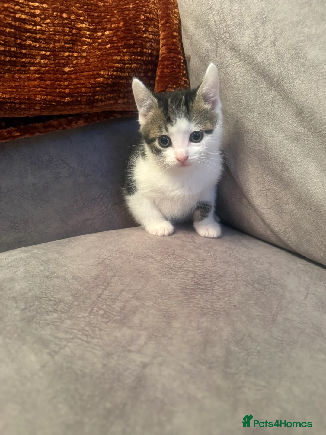 Domestic Shorthair cats for sale: Short Haired Kittens 2 Males & 1 Female Vaccinated - Advert 5