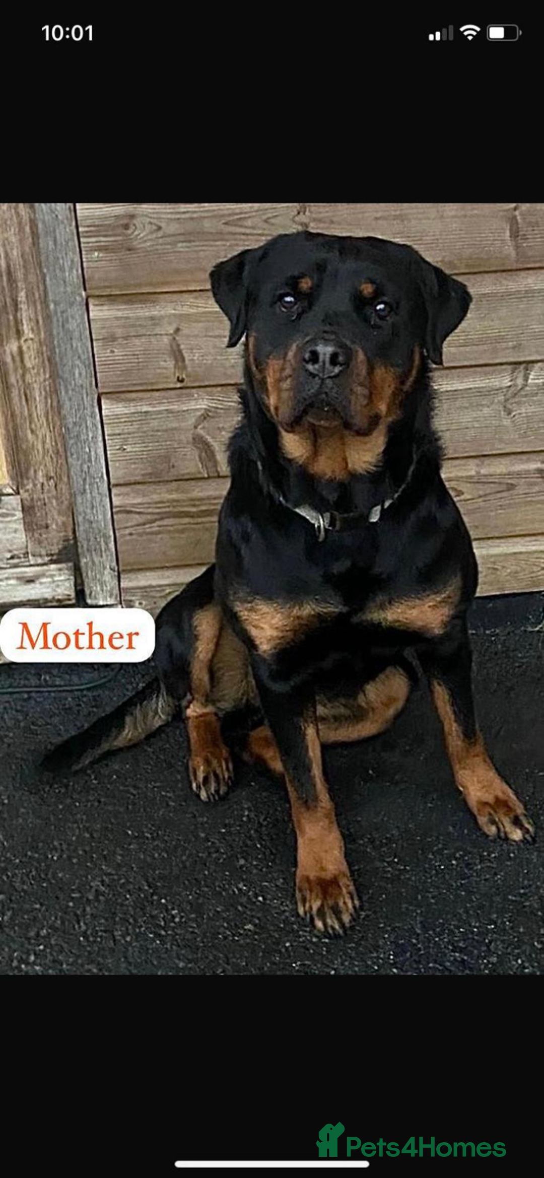 Rottweiler dogs for sale: Last girlBeautiful chunky Rottweiler puppies - Advert 15