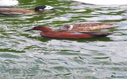 Waterfowl poultry for sale: Cinnamon teal pair  - Image 2