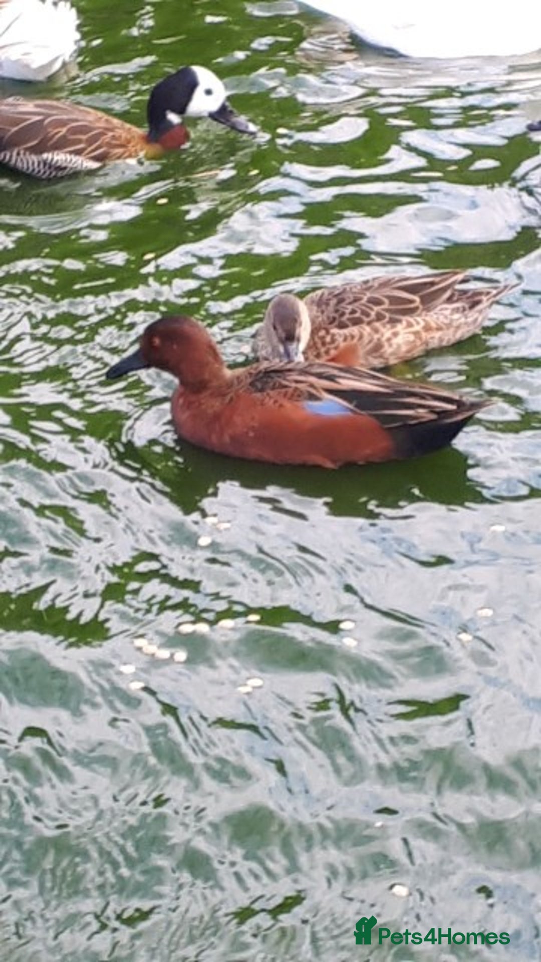 Waterfowl poultry for sale: Cinnamon teal pair  - Image 2