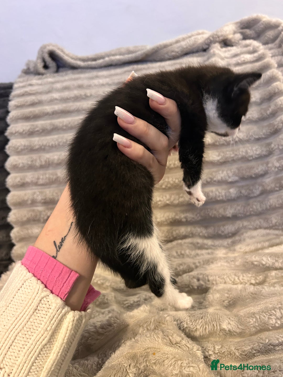 Mixed Breed cats for sale: 3 kittens for sale  - Advert 3