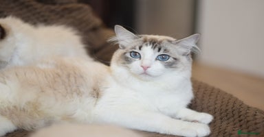 Ragdoll cats - Advert 6