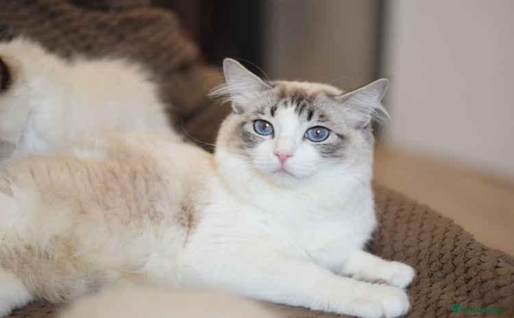 Ragdoll cats - Advert 2
