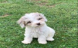 Cockapoo dogs for sale: Amazing cockapoo puppies  - Image 7