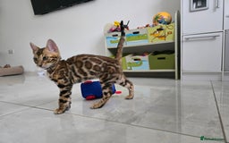 Bengal cats for sale: Stunning bengal kittens READY NOW - Image 7