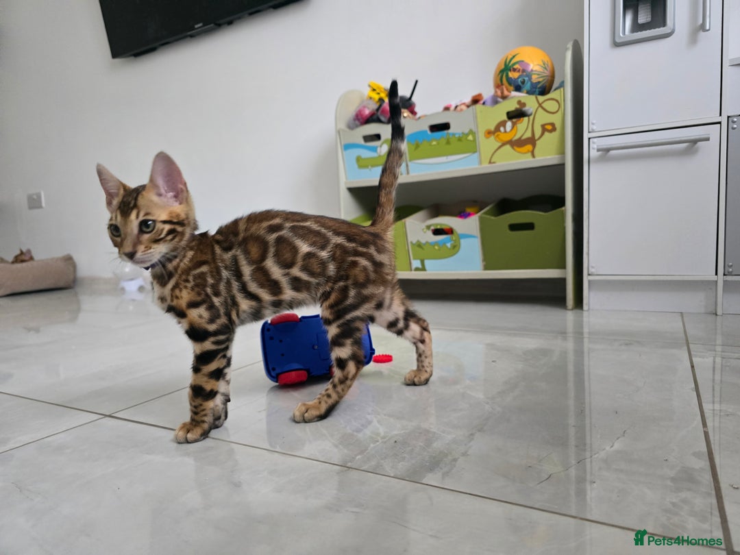 Bengal cats for sale: Stunning bengal kittens READY NOW - Image 7