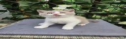 British Shorthair cats for sale: Olny  1 boy left Britishorthairs kitten ready  now - Advert 12