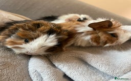 Guinea Pig rodents for sale: 3 baby guinea pigs - Image 4