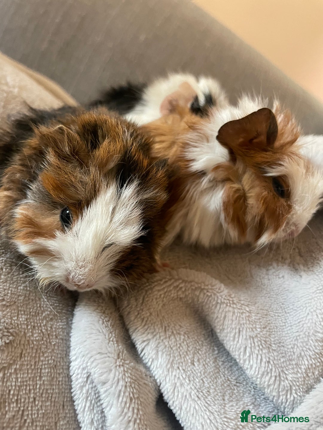 Guinea Pig rodents for sale: 3 baby guinea pigs - Image 4