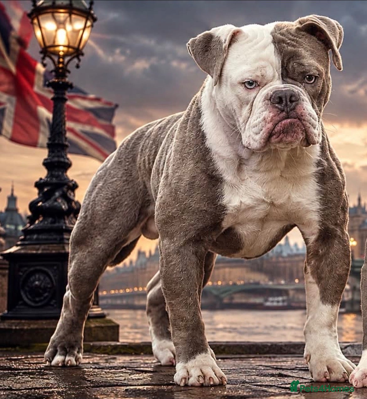 Olde English Bulldogge dogs 5⭐️LICENSED REGISTERED. 23 YEARS EXPERIENCE  - Advert 15