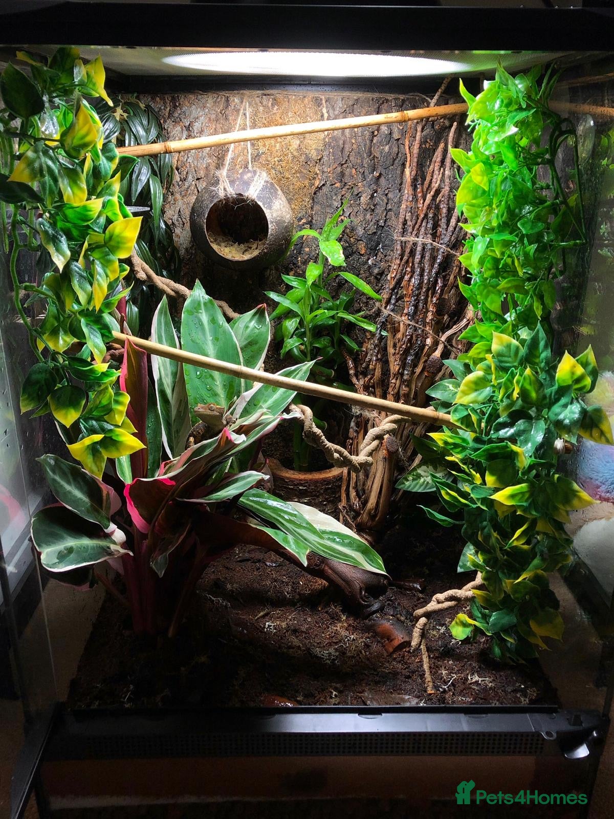 Gecko reptiles Zoomed 45x45x60cm Terrarium/Reptile Enclosure - Advert 1