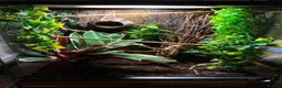 Gecko reptiles for sale: Zoomed 45x45x60cm Terrarium/Reptile Enclosure in Huntingdon - Advert 1