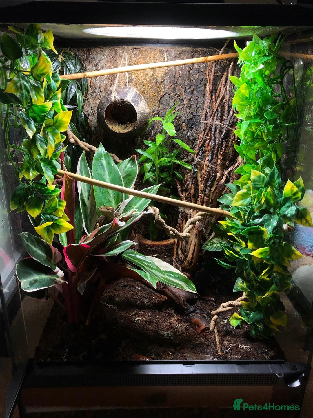 Gecko reptiles for sale: Zoomed 45x45x60cm Terrarium/Reptile Enclosure in Huntingdon - Advert 1