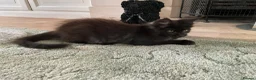 Maine Coon cats for sale: 2 Maine coon kittens  - Advert 18