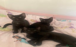 Mixed Breed cats for sale: Sphynx cross kittens  - Image 1
