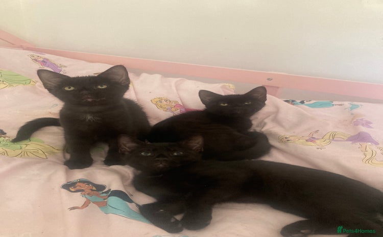 Mixed Breed cats - Advert 12