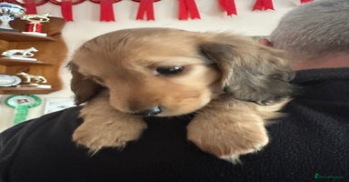 Miniature Dachshund dogs - Advert 3