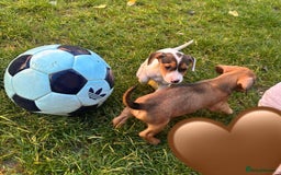 Jack Russell dogs for sale: Jack Russell Puppies - Image 2