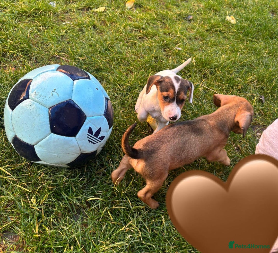 Jack Russell dogs for sale: Jack Russell Puppies - Image 2